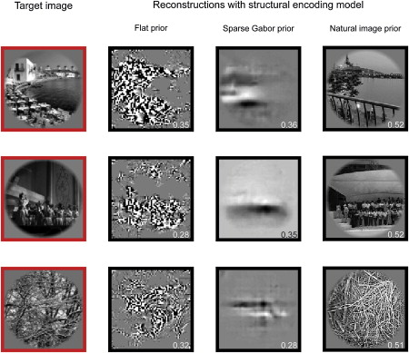reconstructing seen images from messured brainactivity